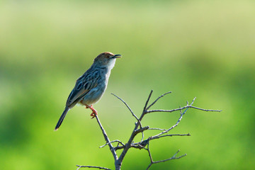 Winding cisticola