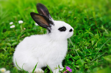 Baby white rabbit on grass