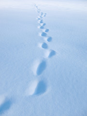 Spur im Schnee