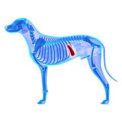 Dog Spleen - Canis Lupus Familiaris Anatomy - isolated on white - obrazy, fototapety, plakaty