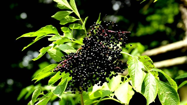 Holunderstrauch mit reifen Beeren