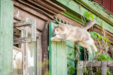 Funny cat jumping into the open window