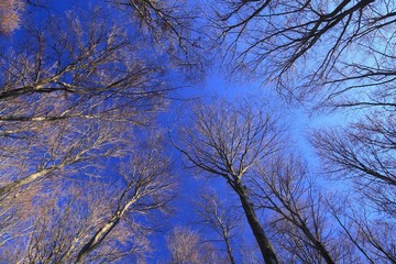 Treetops in the winter's day