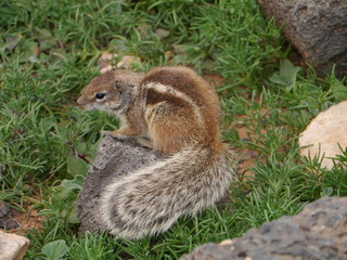 Barbary ground squirrel on Fuerteventura