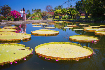 botanical park in Indonesia