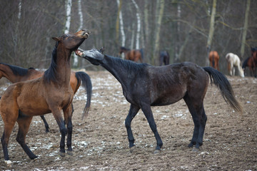 Horses on the meadow