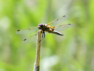dragonfly © ezp
