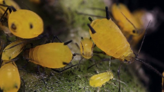 Oleander Aphids (Aphis nerii)