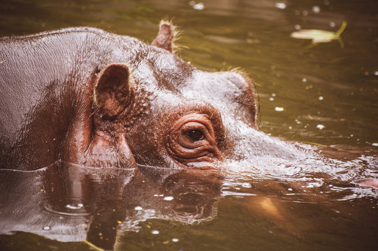 Behemoth looking from the water hippo