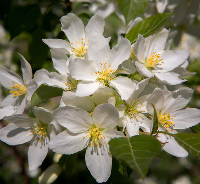 flowers of apple