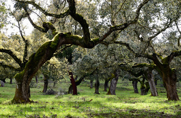 landscape with holm oaks trees