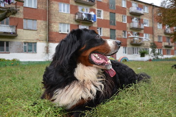 Dog breed Berner Sennenhund