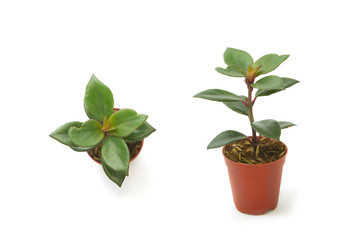House Plant potted plant front view and top view
