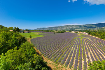 Lavender Field in Provence, France