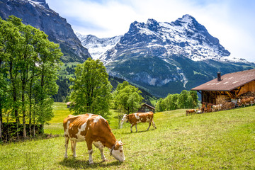 Fototapeta na wymiar Kühe auf Bergwiese