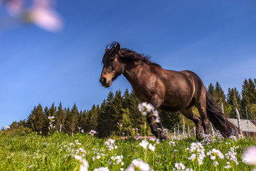 Pferd auf Blumenwiese