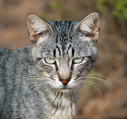 Portrait of Cat outdoors.