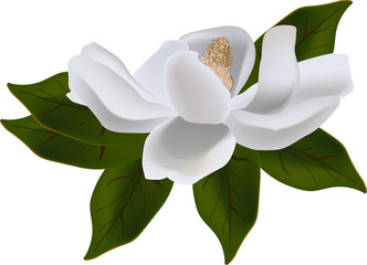 Fototapeta na wymiar magnolia bloom on green leaves