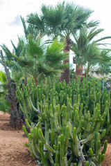 Fototapeta premium Cacti and palm trees in the garden.