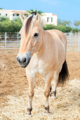 Obraz premium Portrait of horse in the paddock.