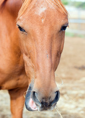 Portrait of horse in the paddock.