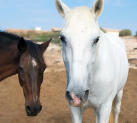 Fototapeta premium Portrait of horses in the paddock.
