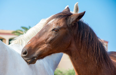 Fototapeta premium Portrait of embracing horses in the paddock.