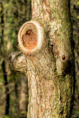 Baumstamm mit abgesägten Ästen