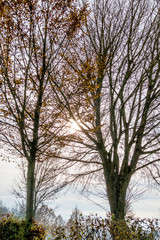 Herbstbäume im Gegenlicht