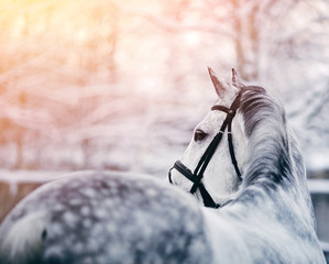 Fototapeta premium Portrait of a gray sports horse in the winter