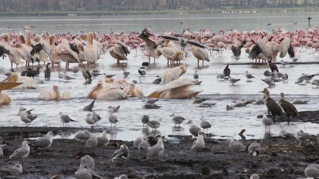 Flock of flamingos at Lake Nakuru, Kenya