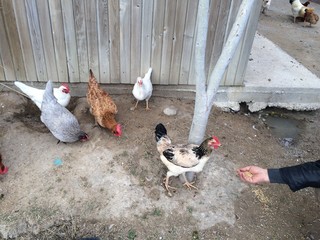 chickens on traditional free range poultry farm