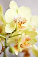 Fototapeta premium Macro of orchid in bloom