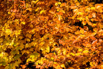 Blätter mit herbstlicher Färbung