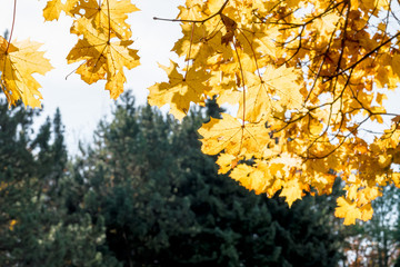 Blätter mit herbstlicher Färbung