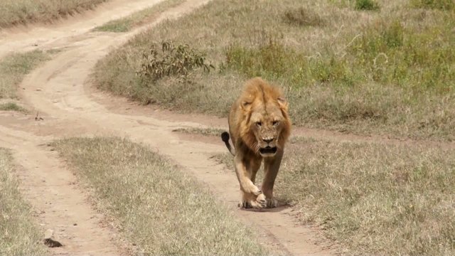 Lion walking on the footpath, Kenya