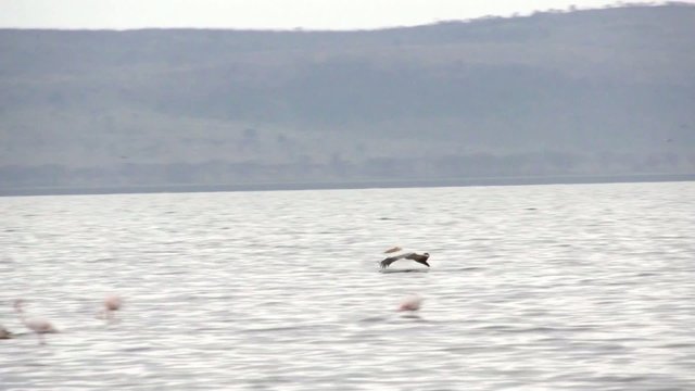 Birds swoop down over the water, Kenya