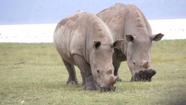 Two rhinos eats grass, Kenya