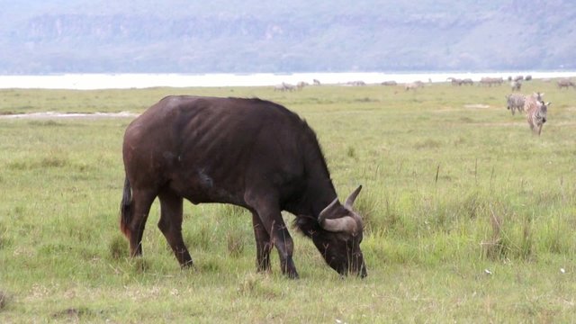 Black bull chews grass, Kenya
