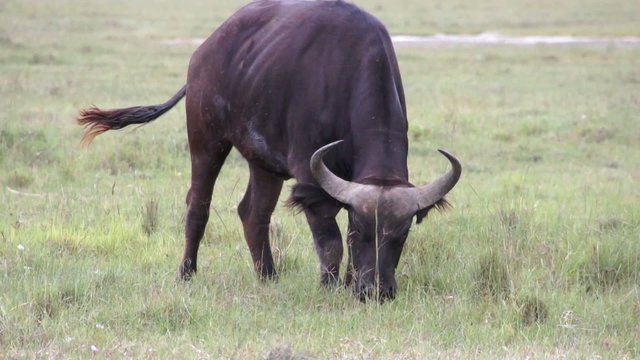 Black bull chews grass, Kenya