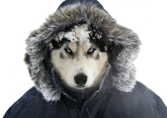 Siberian husky in a warm, human clothing.