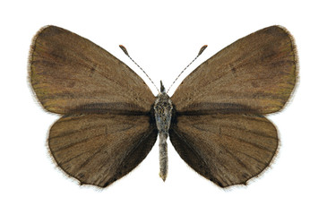 Butterfly Cupido alcetas (female)