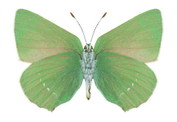 Butterfly Callophrys paulae (underside)