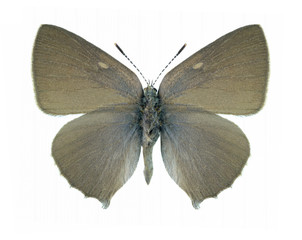 Fototapeta na wymiar Butterfly Callophrys chalybeitincta