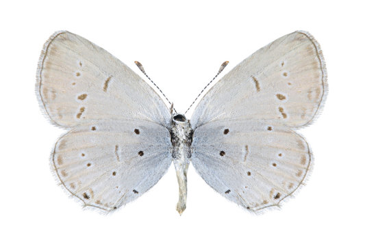 Butterfly Cupido alcetas (female) (underside)
