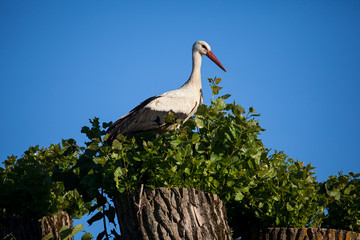 White stork (Ciconia ciconia)