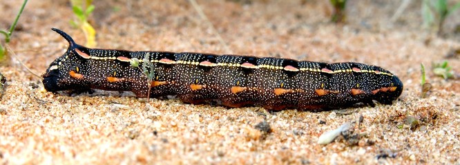 caterpillar