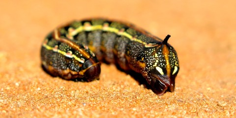 caterpillar