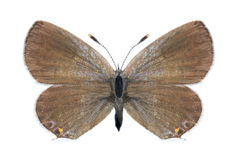 Butterfly Cupido argiades (female)
