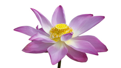 Beautiful lotus flower over white background